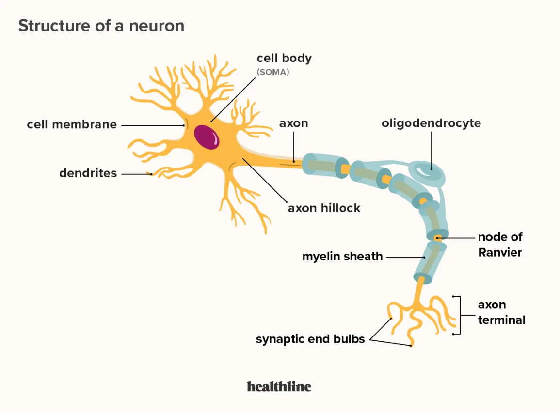Neurons